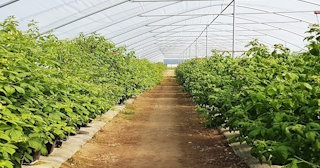 Ягодные туннели для клубники в калуге - НавесыКлг, монтаж и продажа от 1039 руб.